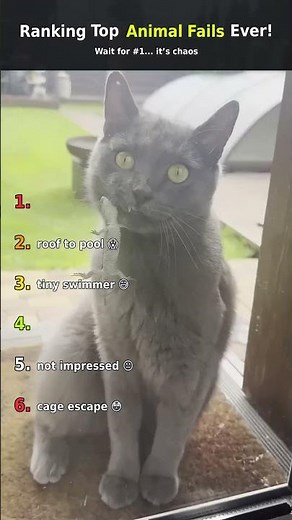 Ranking Funniest Animal Fails Ever 😂 Try Not To Laugh