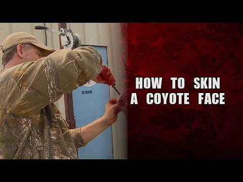 How to skin a coyote face