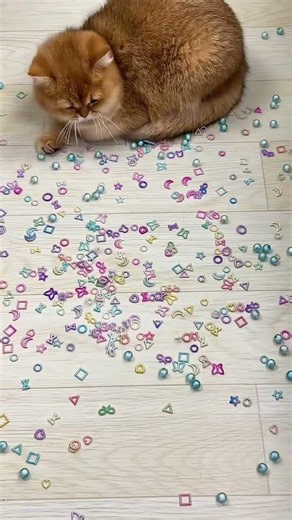 Cute Cat ASMR 😻✨ Relaxing Stress Relief Video | Satisfying & Calm Vibes #viralvideo #cat #cutecat