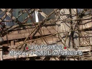 つるバラの冬剪定・誘引 基本編