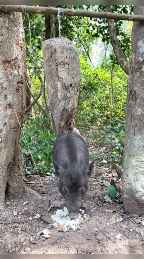 OMG!! Primitive Wild Boar Trap | Ancient Hunting Skills in Action #wildboar #pigfeed #pig #pigtrap
