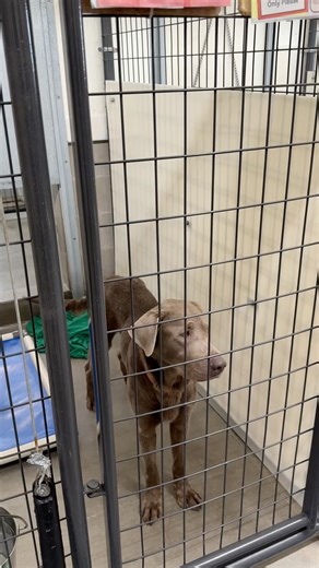 🐾 New Arrivals 🐾 This past Monday, we welcomed 19 new dogs into our care. Some made the journey from our Dogsville location, while others were just rescued and are beginning their fresh start with us. Theresa is here today to introduce you to a few of these new faces and to talk about a growing challenge in the rescue community — the heartbreaking rise in large breed dogs being dumped and surrendered. Some of the dogs who just arrived will need time with our behavior team to rebuild trust and 