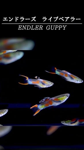 [Guppy Variety Guide #2] Variety: Endler's Livebearer