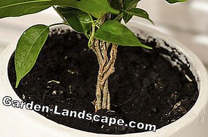 Plants: Magnolia tree - plants and care instructions | 2025