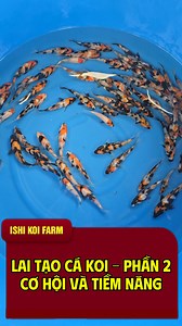8.9K views · 70 reactions | Lai tạo cá Koi Nhật tại Việt Nam - Phần 2 Cơ hội và tiềm năng #koifish #koibreeding | Bùi Cao Liêm | Facebook