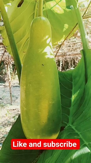 Desi loke without medicine #trending #nature #loke