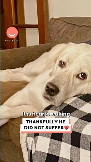 One day our family dog just snapped... 😪 | Happiest