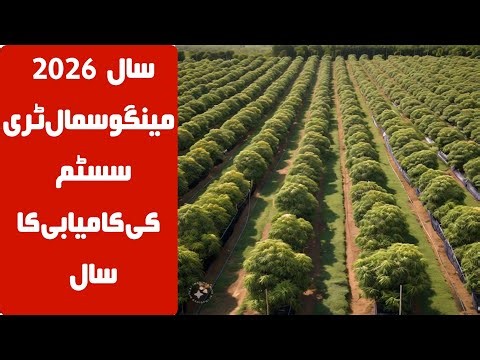 2026 Declared as the Year of Mango Small tree system /A Historic Breakthrough