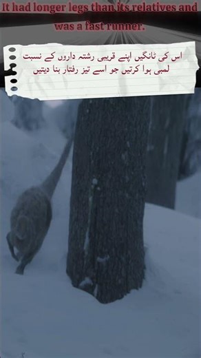 The Antarctic Dinosaur That Shocked Scientists 😱 | Morrosaurus Facts