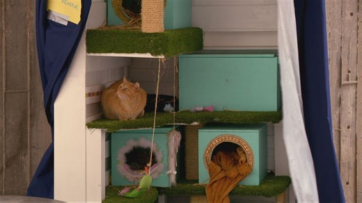 Local college looks to relocate cats living on campus, petition fights to keep them