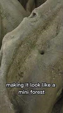 Banyan Tree (Ficus benghalensis)