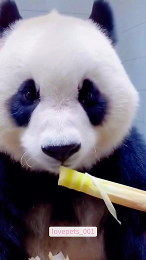 Panda Core.#panda #pandas #panda🐼 #pandasoftiktok #pandalover #viral #usa #fypシ #cute #fyp #funny #foryou #funnyvideos #funnyanimals #funnypets