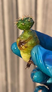 38 comments | Spooky Season Succs Day 1️⃣3️⃣ . I’m featuring my alien cactus  from my seeding pot I hope it spooky enough for #cd_spookyseasonsuccs #challenge created by Dawn @cotyledawn_  #suculentas #kaktüs #cactos #cactus #cactusthailand #แคคตัส #gymnocalyciummihanovichii #seeding | Succulent lovers club | Facebook