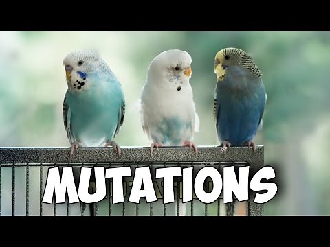 Exploring Rare and Common Budgie Mutations