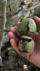 The Chandler walnut is a popular variety of English walnut, Juglans regia, developed by the University of California and introduced in 1979. It is a leading commercial variety, prized for its exceptional nut quality, light-colored kernels, high yield, and mild, buttery flavor. | Chenab Valley Farming