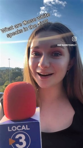 16K views · 179 reactions | What’s floating around the Tennessee Valley?? Woolly Aphids!  #woollyaphid #woollyaphids #woolly #aphids #aphid #Tennessee #valley #TennesseeValley #reporter #report #meteorologist | Local 3 Weather | Facebook