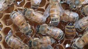 22K views · 621 reactions | For #NationalHoneyBeeDay, we give a special S/O to the UF IFAS Honey Bee Research and Extension Laboratory and the work they do for Florida's honey bees and their keepers. Learn more: https://ufnews.atavist.com/fate-dreams-and-honey | University of Florida | Facebook