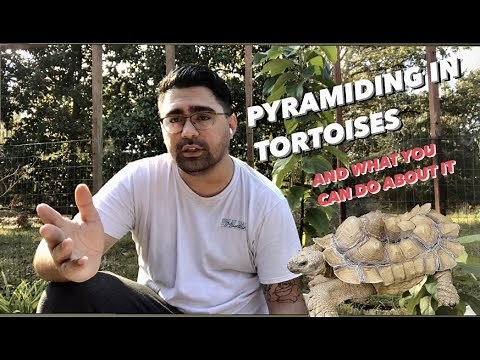Pyramiding in tortoises and what you can do about it