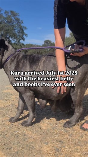 West Coast Cane Corso Rescue on Instagram: "Smartsville Ca Available for Adoption Comment "Apply" or visit WCCCR.ORG Kura is a special girl. She came in 3 days before she had a litter of 14. She had been bred at every available cycle since she had her first heat, which ravaged her body. No care had been put into her in between. All she knew was the inside of a whelping box. There's this thing about Cane Corso, everyone just HAS to breed them, and Kura was nothing but a cash cow for her family. K