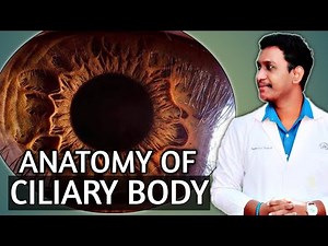 anatomy of ciliary body in eye ||anatomy of ciliary body ||production of aqueous humour in the eye