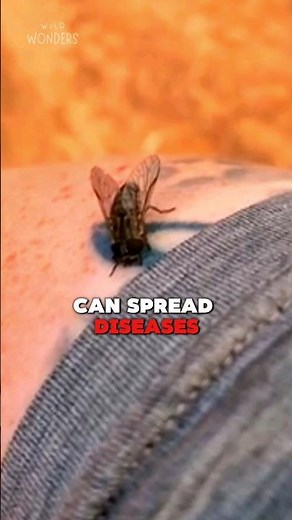 Horse Fly Facts You Need to Know!😱