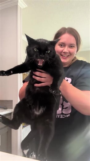 Shocking Cat Reactions That Will Make You Smile