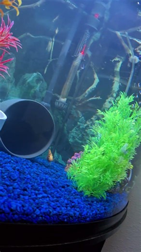 update on 54gallon blood parrot aquarium