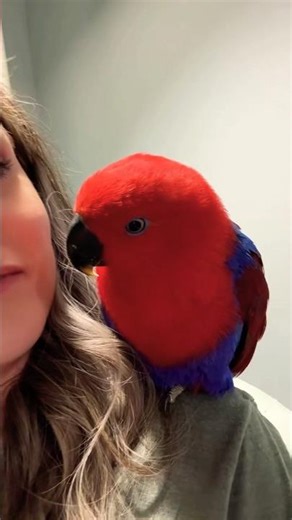 Beautiful Parrots Showing Off Their Personalities 🦜💚