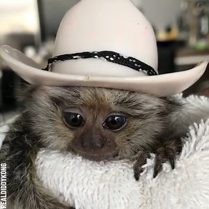 4.2K views · 42 reactions | Baby monkey’s cute shower routine Partner: realdiddykong | Bored Panda Animals | Facebook