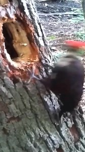 🍀🌺#animal #animals #nature #pet #cute #wildlife #love #dog #pets #photography #cat #cats #naturephotography | BingBing