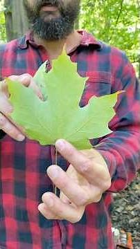 How to identify a maple tree - prepare for maple season #homestead #mapletree #howto #syrup #kids