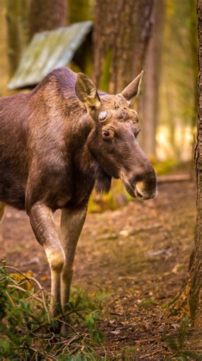 Where Do Moose Live? Size Champs vs Runts!