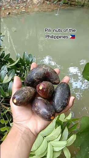 Philippine Nuts #pilinuts #mtbalagbag #philippines