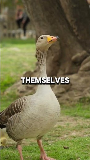 Goose Facts That Will Shock You #goosefacts #wildlife