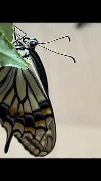 アゲハチョウのサナギが羽化する瞬間 #shorts