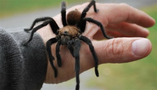 Watch: How ‘Zombie Spiders’ are freaking out people in America