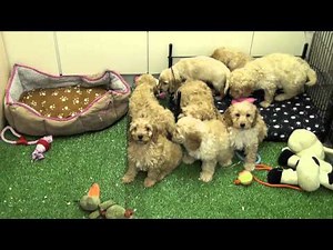 Little Rascals Uk breeders New litter of golden Cockapoo babies - Puppies for sale March 2015