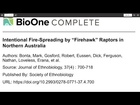 Propagation intentionnelle du feu par des rapaces « firehawk » dans le nord de l'Australie