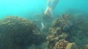 Woman snorkeling at coral reef underwater