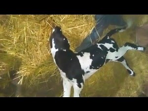 Neuro Disturbens in newborn calf ! Diagnosis and Treatment ! Dr Shanker Singh !
