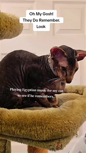 Cats Reacting to Egyptian Music: Why Cats Respond to Egyptian Sounds