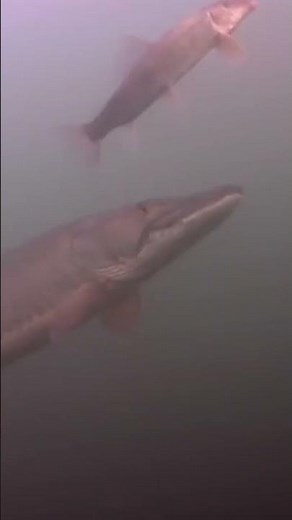 Musky Following Sucker Bait (Bill Lindner Underwater Video)! #shorts