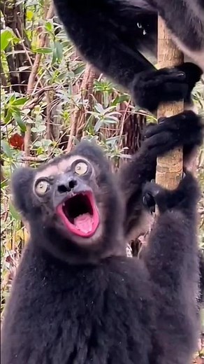 Unbelievable Animal Secrets You'll LearnToday! #animalfacts #wildlife