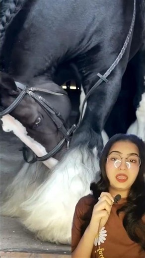The Shire Horse— Real-Life "Gentle Giant" #shorts #horse #animals
