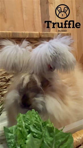Fresh Greens with Fifi 🥬🐰 | English Angora ASMR