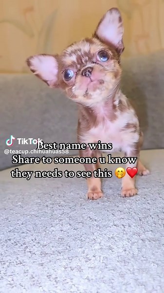 Captivating Tiny Pup Moments: Teacup Chihuahua Love