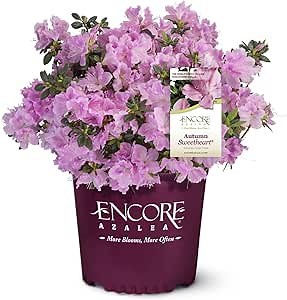 Encore Azalea Autumn Sweetheart (3 Gallon) Pink Flowering Shrub Alive - Full Sun Live Outdoor Plant - Flowering Plants Rhododendrons