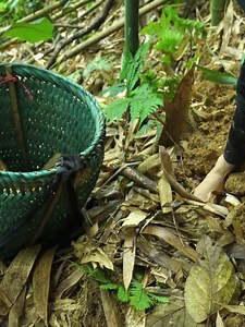 #Episode533 Single Mother Harvests a Bountiful Bamboo Shoot Crop to Sell at the Market with Her Child. Wild Life #momlife #reels #poorbaby #reelsviralシ #singlelife #singlemomlife | Whamoz Vlogs