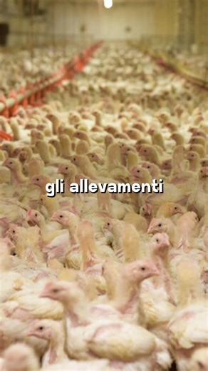 Azienda USL Valle d’Aosta on Instagram: "Negli allevamenti, usare meno antibiotici non è solo una questione veterinaria: è una scelta di salute pubblica. Lo racconta la Dott.ssa Sandra Ganio, direttrice della Struttura Igiene degli allevamenti e delle produzioni zootecniche dell’AUSL Valle d’Aosta. Negli ultimi dieci anni, in Italia, l’uso di antibiotici negli animali è stato dimezzato. Merito di regole più severe, di un sistema di prescrizione digitale che traccia ogni passaggio, e di una nuova