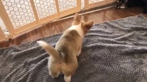 2.3M views · 167K reactions | Corgi crash test  IG: @artthecorgi | BuzzSharer Corgis | Facebook